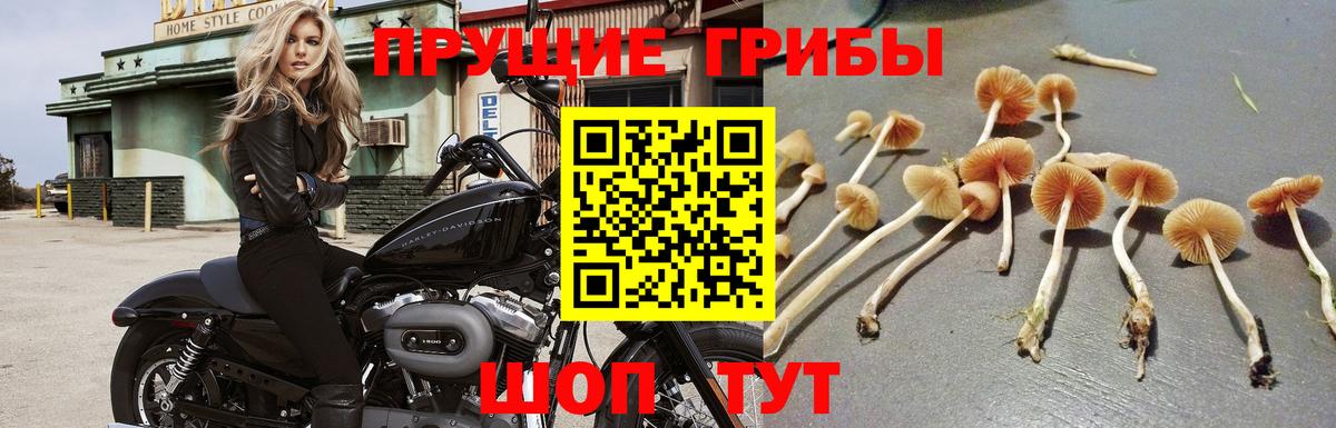 Псилоцибиновые грибы MAGIC MUSHROOMS  Галлюциногенные грибы мицелий  Таганрог  Вход с VPN 